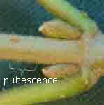 Pubescent twig.  Click for larger image.